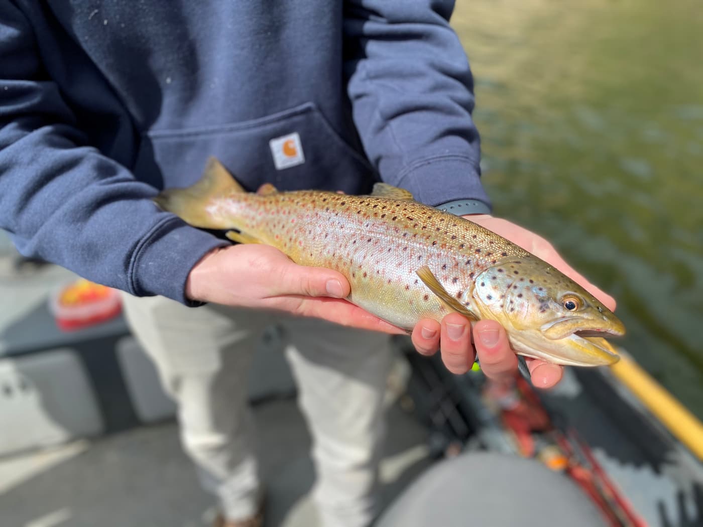 muskegon-river-brown-trout